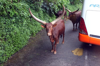 Indonesia14.jpg